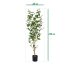 Ficus Exotica Kunstplant NT 150cm