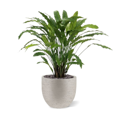 Calathea kunstplant 85cm - groen