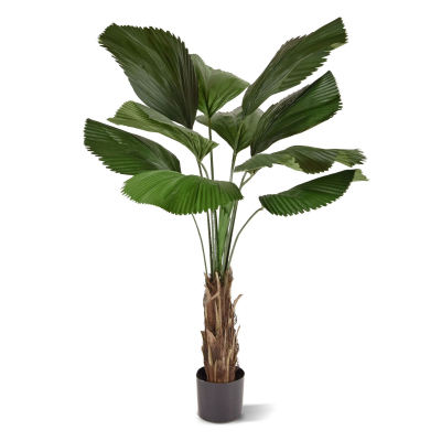 Licuala kunstpalm 140cm