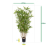 Oriental Bamboe kunstplant 100cm
