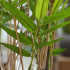 Oriental Bamboe kunstplant 100cm