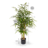 Royal Bamboe kunstplant 95cm
