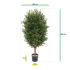 Taxus Kolom kunstplant 90cm - UV bestendig